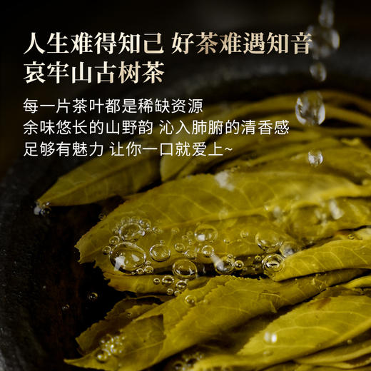 【哀牢山】哀牢山秘境深处古树茶，出场即王炸！首年开采0利润让古粉感受其魅力！性价比之巅，357克/饼 商品图4