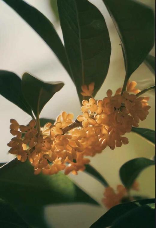 【扎西贝玛】‬‬桂花纯露 商品图1