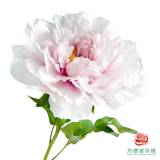 重瓣牡丹-雪映桃花  5枝1扎 商品图0