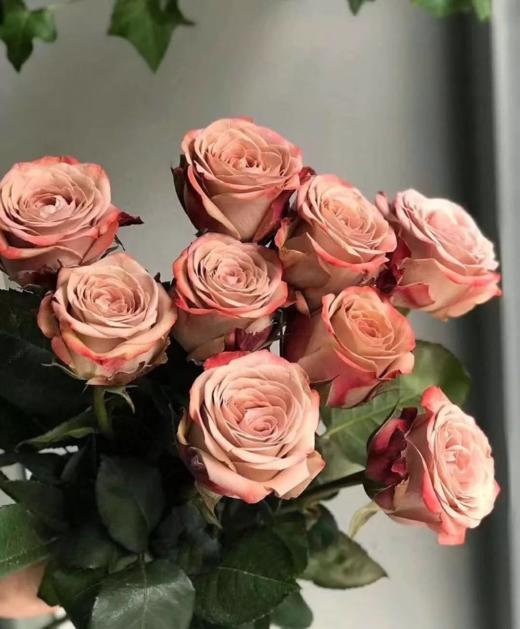 新鲜鲜花 卡布奇诺鲜切花 1扎 （18枝左右）可备注送货时间 商品图1