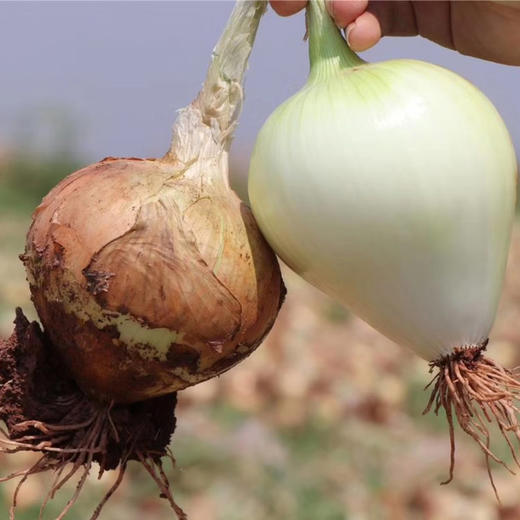 元谋黄皮洋葱 商品图4