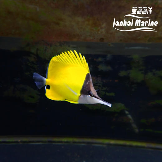 马代黄火箭 商品图6