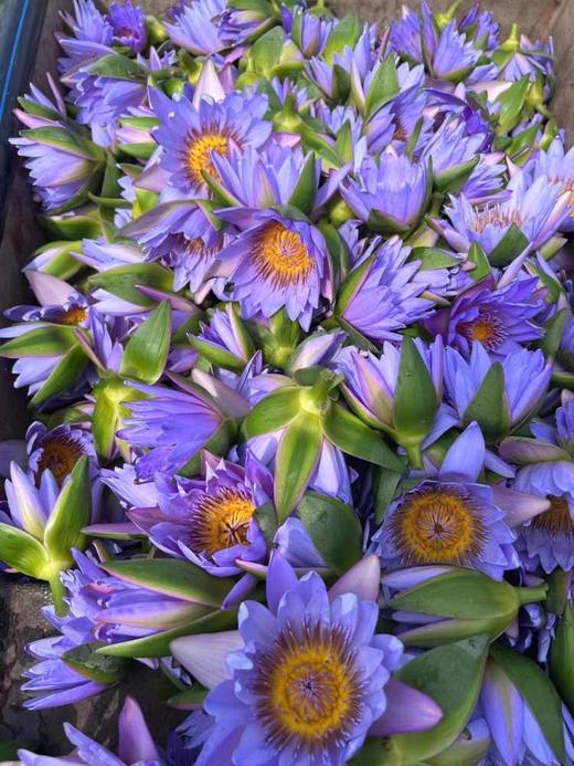 【扎西贝玛】‬‬蓝莲花纯露 商品图2