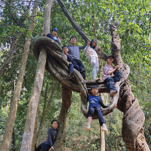 清明亲子｜4.4-4.6普洱3天2晚，从茶山云雾到雨林萤火，走进北回归线上的共生秘境，把自然写成孩子的成长诗！ 商品图6