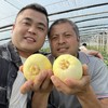 小蜜罐甜瓜【顺丰发货】 商品缩略图3
