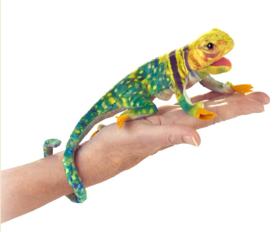 KZ1606 FOLKMANIS环颈蜥指偶2798