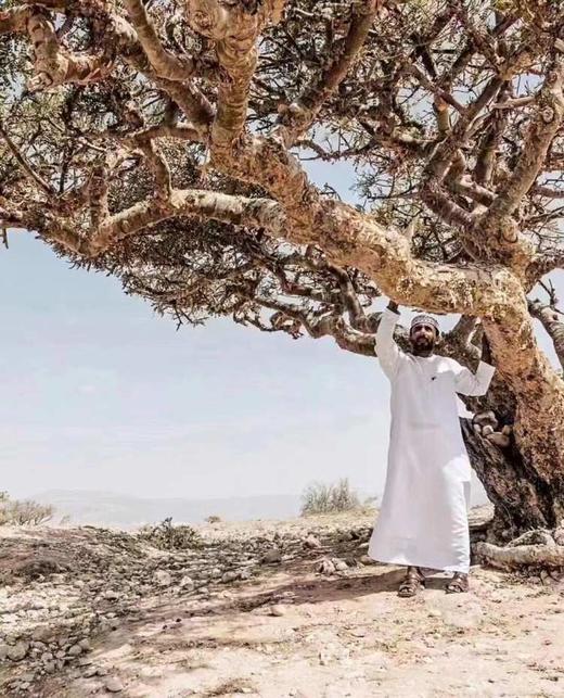 【扎西贝玛】‬‬索马里乳香纯露 商品图1