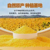 新疆沙漠小米2.5kg 商品缩略图5