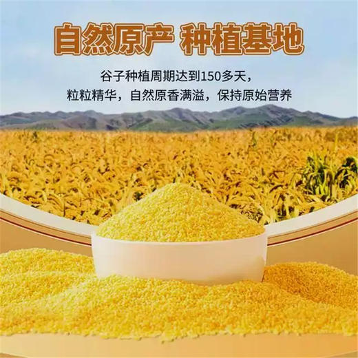 新疆沙漠小米2.5kg 商品图5