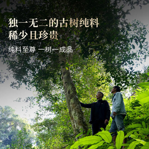 【白蛇山单株】易武弯弓原始森林顶层生态单株，稀缺超微产区，尝新快人一步；全程守株守茶，保真保纯！357克/饼 商品图6