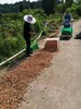 散装～柴火炒本味土花生 、带壳生花生// 永继农场 商品缩略图6