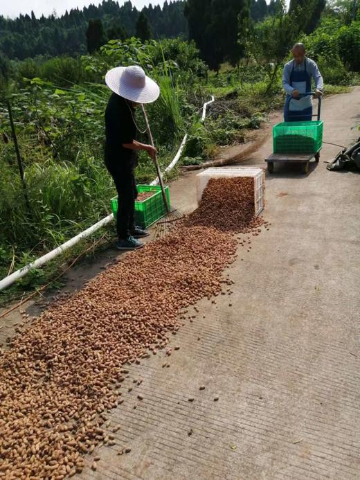 散装～柴火炒本味土花生 、带壳生花生// 永继农场 商品图6