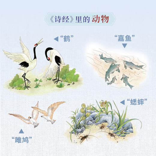 【狐狸家专场】 《诗经》（美绘版）3册装 商品图8