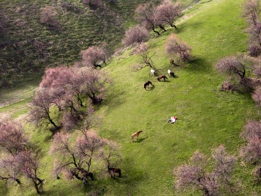春醒伊犁 | 新疆伊犁河谷7日早春杏花之旅 商品图10