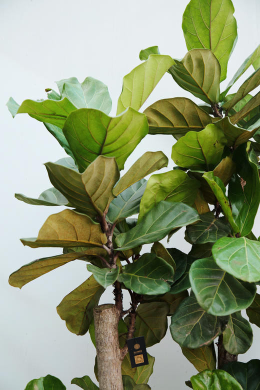 老桩琴叶榕 商品图2