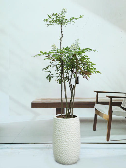 南天竹 商品图0