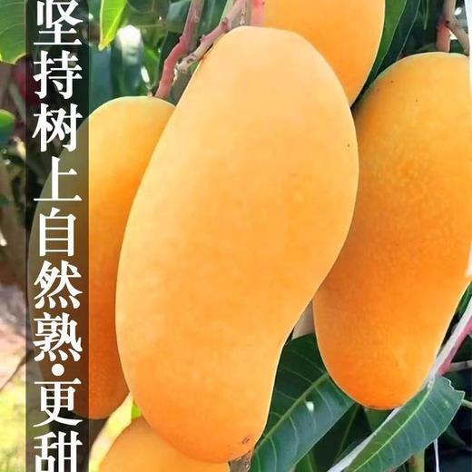 海南金煌芒10斤芒果一级大果新鲜水果现摘青甜心黄皮水仙芒整箱 商品图1