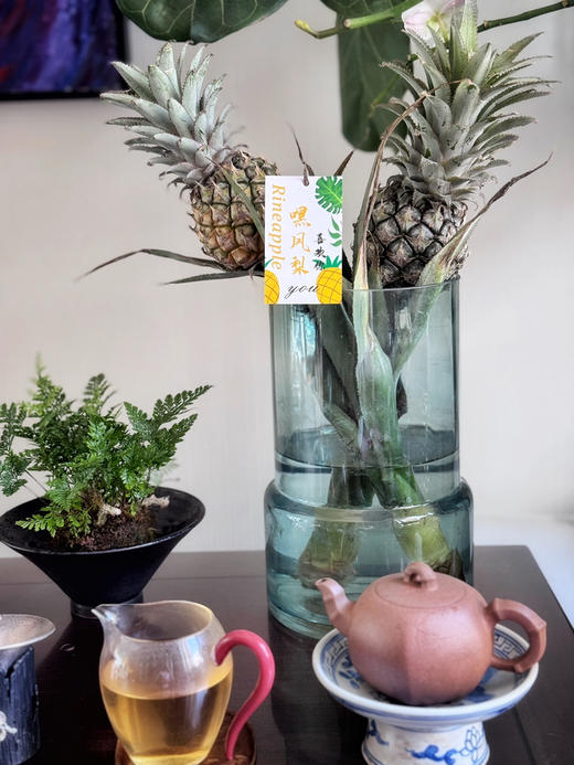 把春天捧回家！【水培菠萝】可以吃的绿植 花期长 观感性强 超好养护 上班好搭子 真菠萝的可爱“创作”~ 商品图7