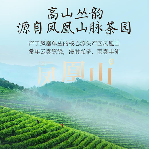 华祥苑-特级凤凰单枞鸭屎香正宗潮州自己喝125g凤凰单丛 商品图3