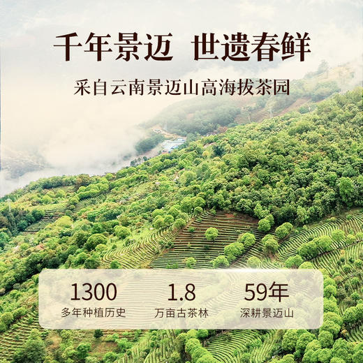 [特惠尝鲜]澜沧古茶2025年景迈之春云南名山老树散茶8g 商品图1