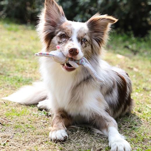 GiGwi贵为宠物用品 商品图10