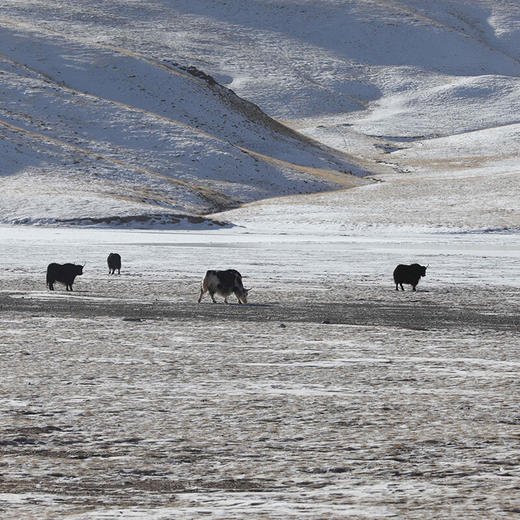黄河图：黄河流域手艺人和他们的家乡 罗易成 著 民间手艺 三联书店 商品图3