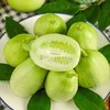 周三取货：【玉女黄瓜】一份2斤左右，小巧可爱，口感松脆爽口！ 商品缩略图10