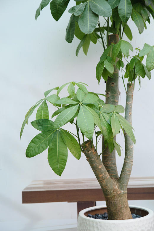 发财树 商品图1