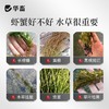 华畜爆根王壮根肥水草生根保草促长改底改善水质长根宝水草生根粉 商品缩略图1