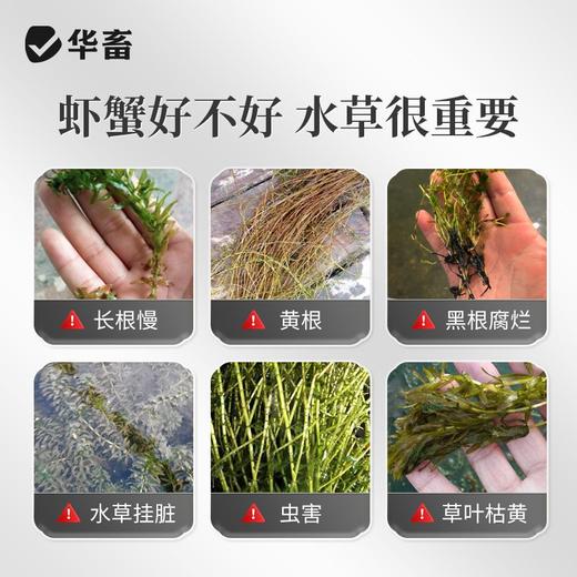 华畜爆根王壮根肥水草生根保草促长改底改善水质长根宝水草生根粉 商品图1