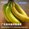 广东高州遁地雷香蕉 自然成熟 不打药 韵达发货 商品缩略图0