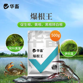 华畜爆根王壮根肥水草生根保草促长改底改善水质长根宝水草生根粉