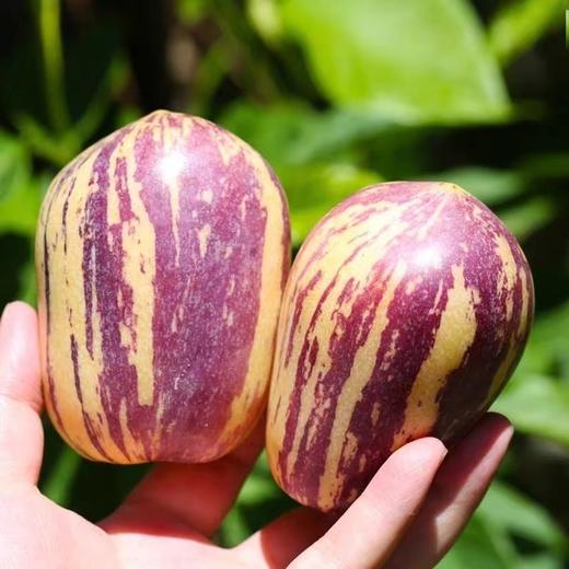 【顺丰包邮】甘肃民勤沙漠人参果 清甜多汁 果香四溢 商品图3