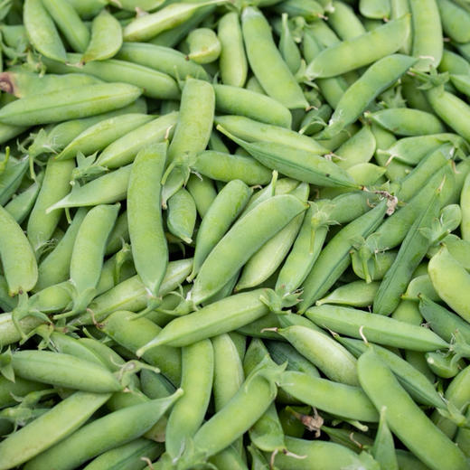 豌豆Pea 商品图0