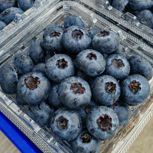 鲜甜脆爽花香蓝莓 商品图2