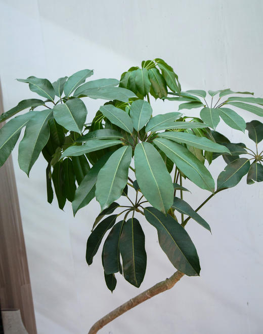 造型大叶伞 商品图1