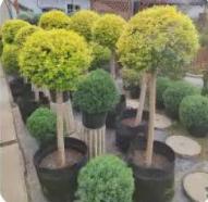 亮晶女贞棒棒糖1*1棵 商品图0