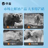 华畜清凉一夏猪牛羊鸡解暑降温抗应激调节免疫抗氧化维持肠道健康 商品缩略图1
