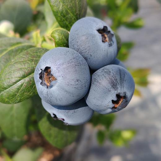 鲜甜脆爽花香蓝莓 商品图1