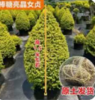 亮晶女贞塔型1*1棵 商品缩略图0
