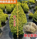 亮晶女贞塔型1*1棵