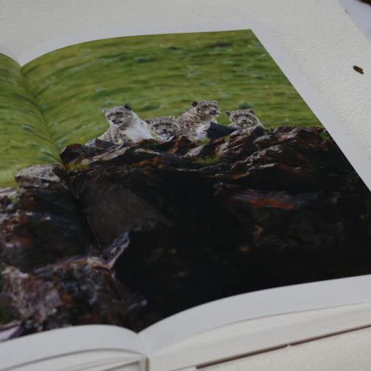 雪豹一家：卓玛王朝 骆晓耘著  野生动物摄影 纪实手札 配有120余幅珍贵高清摄影图 生活读书新知三联书店旗舰店 商品图2