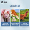 华畜解暑灵解暑抗暑避免中暑降温抗应激猪牛羊家禽薄荷饲料添加剂 商品缩略图1