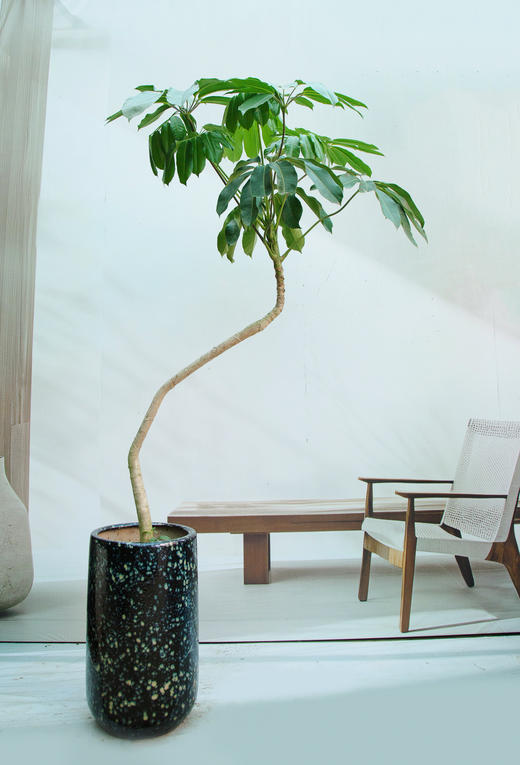 造型大叶伞 商品图0