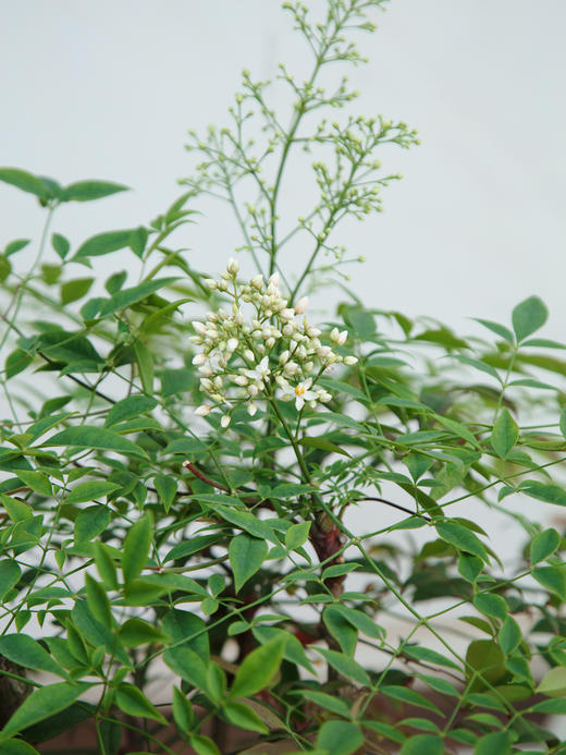 南天竹 商品图2