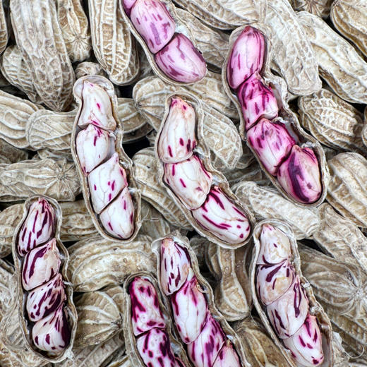 2025新货 云南高原七彩鲜花生 新鲜采摘 带泥带壳发货 商品图9