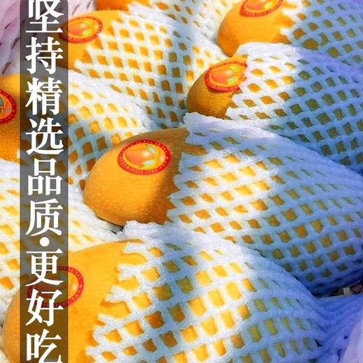海南金煌芒10斤芒果一级大果新鲜水果现摘青甜心黄皮水仙芒整箱 商品图2