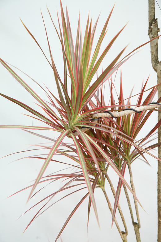 千年木 商品图1