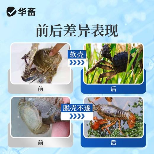 华畜虾蟹钙镁磷速补小龙虾蟹硬壳全溶颗粒钙补钙脱壳促长水产养殖 商品图4