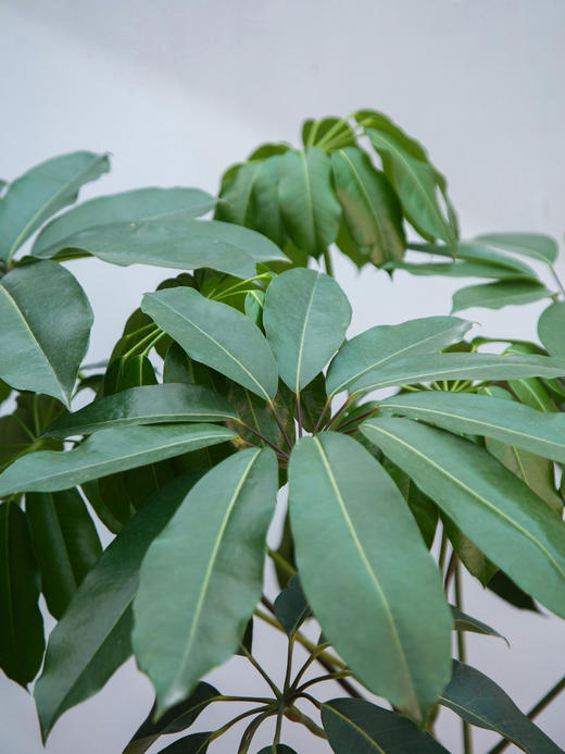 造型大叶伞 商品图2